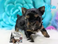 Mia , a female Yorkshire Terrier for sale in Austin, TX – 3 of 6