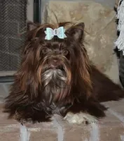 Mia , a female Yorkshire Terrier for sale in Austin, TX – 6 of 6