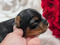 Theo, a male Yorkshire Terrier for sale in Austin, TX – Photo 3 of 5