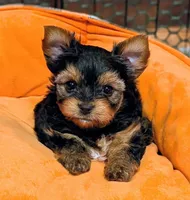 AKC Theo, a male Yorkshire Terrier for sale in Austin, TX – Photo 2 of 7