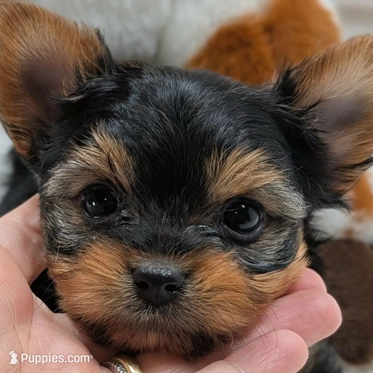 Theo, a male Yorkshire Terrier for sale in Austin, TX – Photo 2 of 5