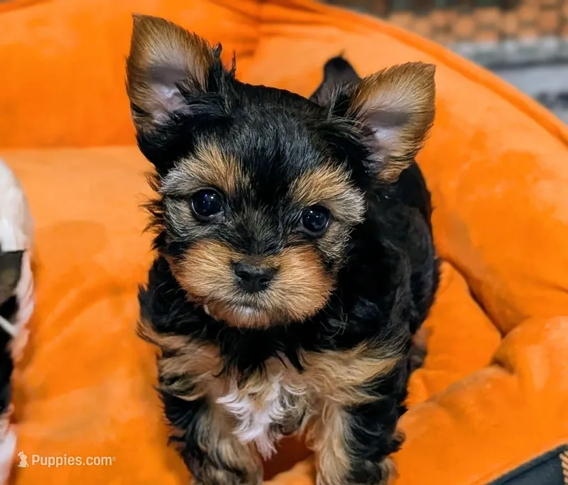 Theo – Yorkshire Terrier puppy for sale in Austin, TX
