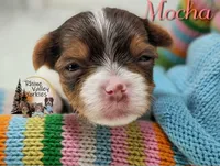 Mocha, a female Yorkshire Terrier for sale in Austin, TX – 4 of 5