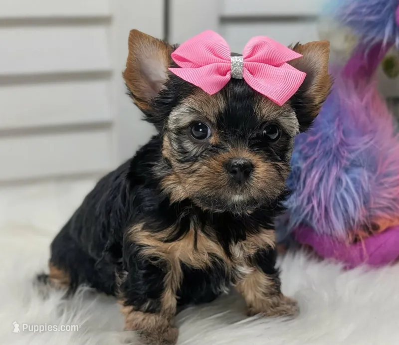 Heidi – Yorkshire Terrier puppy for sale in Austin, TX