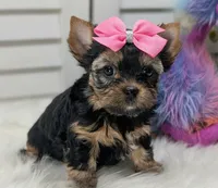 Heidi, a female Yorkshire Terrier for sale in Austin, TX – Photo 1 of 5