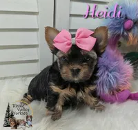 Heidi, a female Yorkshire Terrier for sale in Austin, TX – Photo 3 of 5