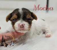 Mocha, a female Yorkshire Terrier for sale in Austin, TX – 3 of 5