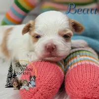 Beau, a male Yorkshire Terrier for sale in Austin, TX – 3 of 5