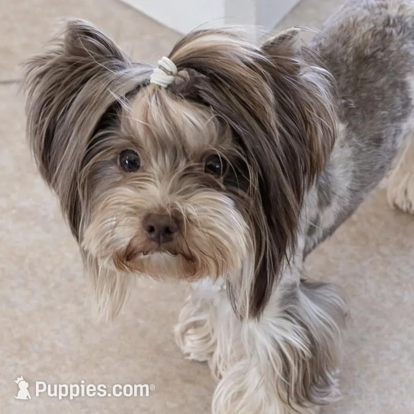 Felix, a female Yorkshire Terrier for sale in Austin, TX – Photo 3 of 4