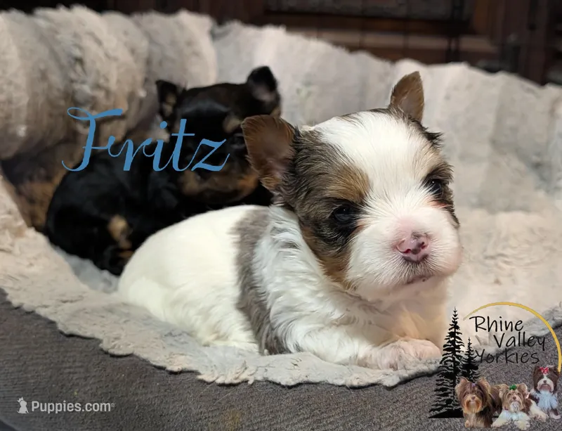 Felix – Yorkshire Terrier puppy for sale in Austin, TX