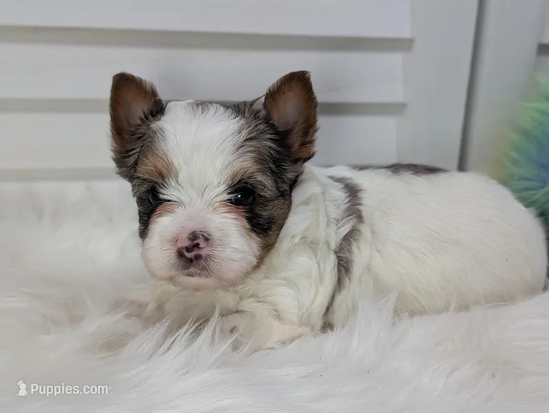 Felix – Yorkshire Terrier puppy for sale in Austin, TX