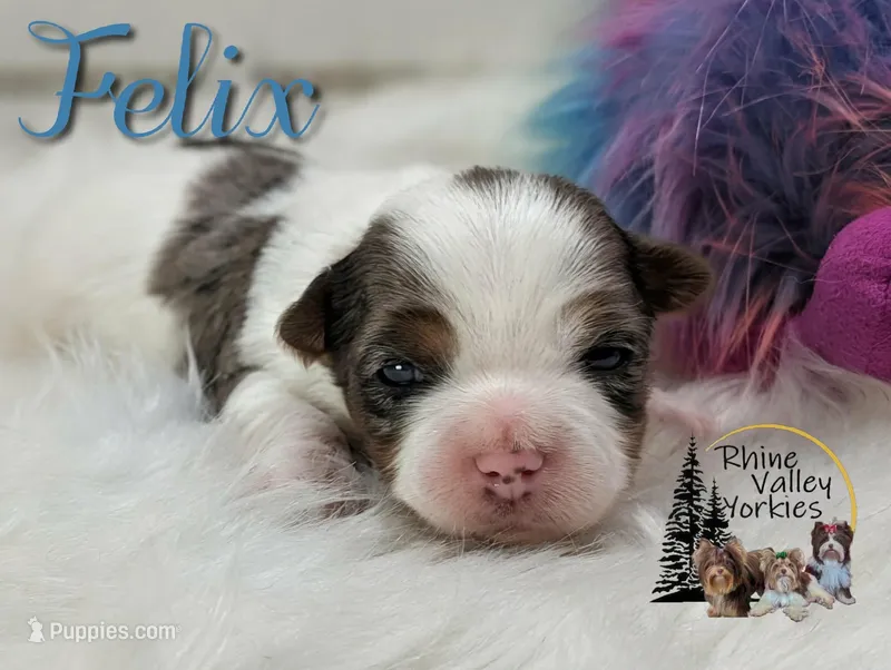 Felix – Yorkshire Terrier puppy for sale in Austin, TX