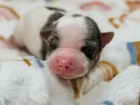 Felix, a female Yorkshire Terrier for sale in Austin, TX – Photo 2 of 4