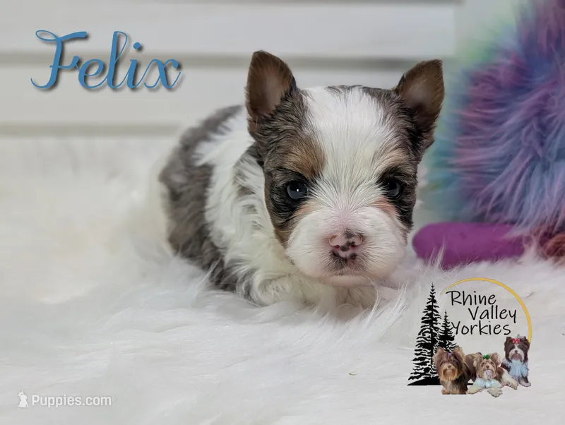 Felix – Yorkshire Terrier puppy for sale in Austin, TX
