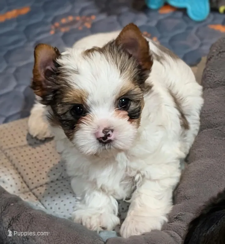 Felix, a male Yorkshire Terrier for sale in Austin, TX – Photo 1 of 6