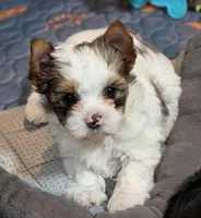 Felix, a male Yorkshire Terrier for sale in Austin, TX – Photo 1 of 6