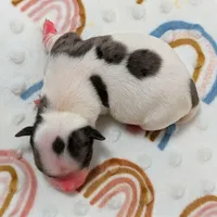 Felix, a female Yorkshire Terrier for sale in Austin, TX – Photo 1 of 4