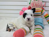 Pearl, a female Yorkshire Terrier for sale in Austin, TX – 4 of 7