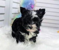 Luna -Tiny, a female Yorkshire Terrier for sale in Austin, TX – 3 of 6