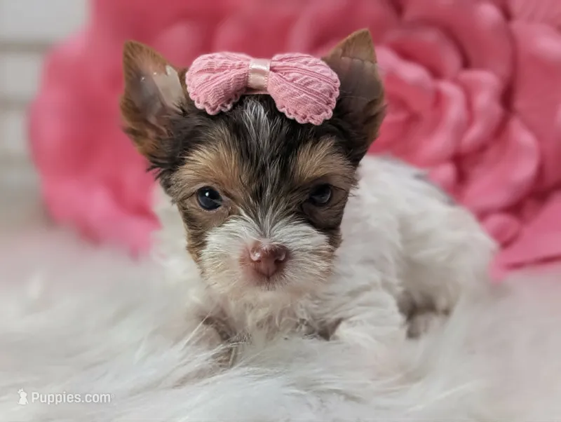Mocha – Yorkshire Terrier puppy for sale in Austin, TX