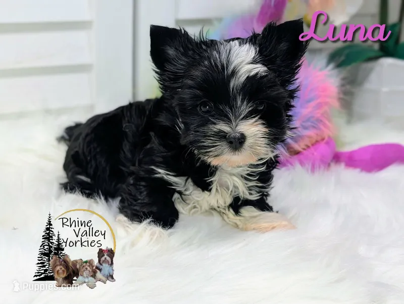 Luna – Yorkshire Terrier puppy for sale in Austin, TX