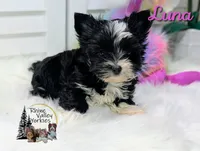 Luna, a female Yorkshire Terrier for sale in Austin, TX – Photo 1 of 3