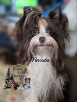 Luna, a female Yorkshire Terrier for sale in Austin, TX – Photo 2 of 3