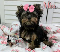 Mia , a female Yorkshire Terrier for sale in Austin, TX – 1 of 6