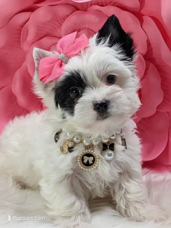 Pearl – Yorkshire Terrier puppy for sale in Austin, TX