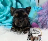 Mia , a female Yorkshire Terrier for sale in Austin, TX – 4 of 6