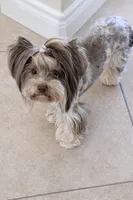 Fritz, a female Yorkshire Terrier for sale in Austin, TX – Photo 3 of 4