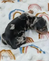 Fritz, a female Yorkshire Terrier for sale in Austin, TX – Photo 2 of 4