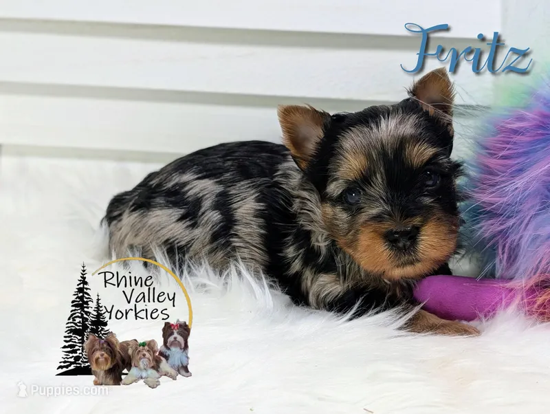 Fritz – Yorkshire Terrier puppy for sale in Austin, TX