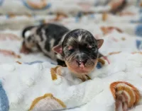 Fritz, a female Yorkshire Terrier for sale in Austin, TX – Photo 1 of 4