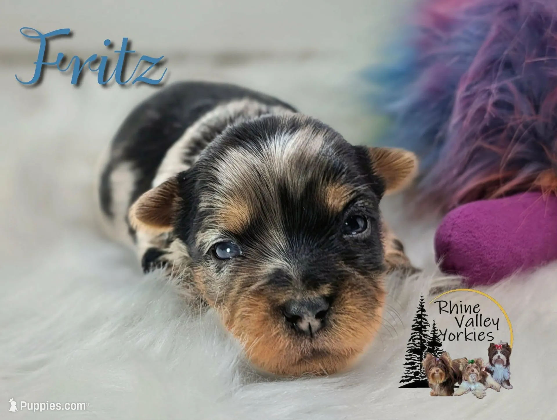 Fritz – Yorkshire Terrier puppy for sale in Austin, TX