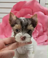 Mocha, a female Yorkshire Terrier for sale in Austin, TX – 2 of 5