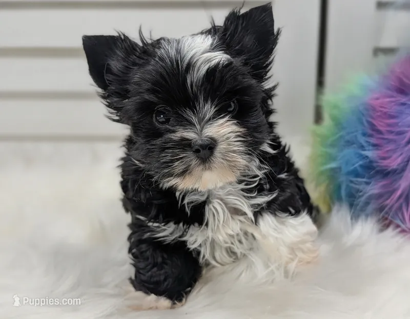 Luna -Tiny – Yorkshire Terrier puppy for sale in Austin, TX