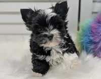 Luna -Tiny, a female Yorkshire Terrier for sale in Austin, TX – 1 of 6