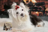Pearl, a female Yorkshire Terrier for sale in Austin, TX – 6 of 7
