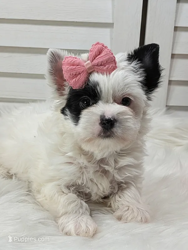 Pearl – Yorkshire Terrier puppy for sale in Austin, TX