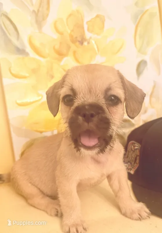 Cocoa  – French Bulldog, Shih Tzu puppy for sale in Portsmouth, VA