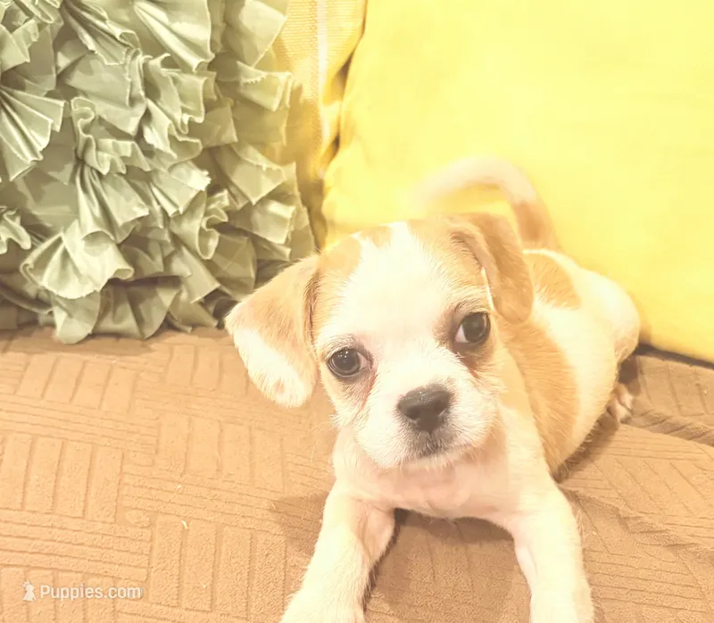 Peanut  – French Bulldog, Shih Tzu puppy for sale in Portsmouth, VA