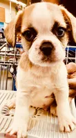 Titus , a male French Bulldog and Shih Tzu for sale in Portsmouth, VA – 2 of 6