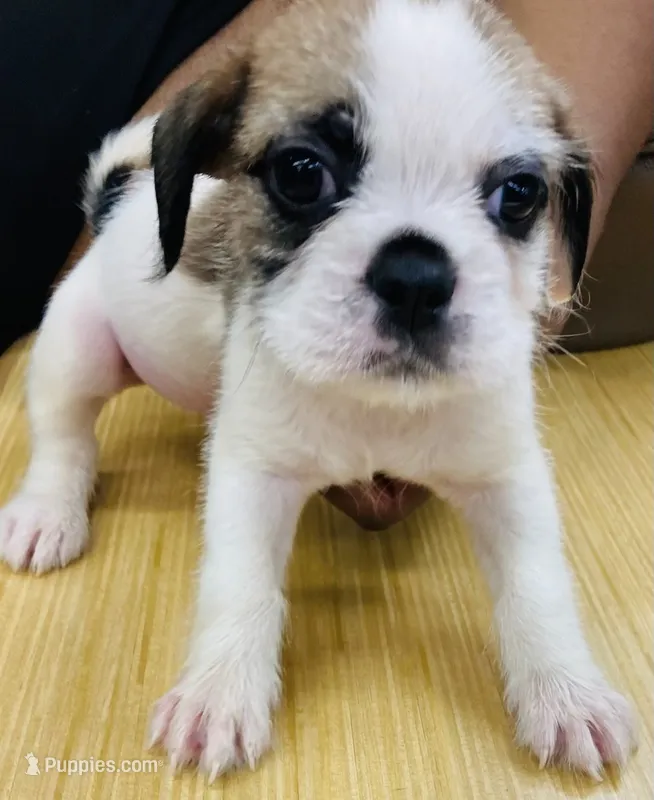 Scooby – French Bulldog, Shih Tzu puppy for sale in Portsmouth, VA