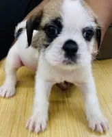 Scooby, a male French Bulldog and Shih Tzu for sale in Portsmouth, VA – 1 of 2