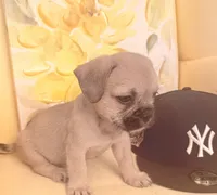 Cocoa , a female French Bulldog and Shih Tzu for sale in Portsmouth, VA – 2 of 4