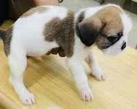 Scooby, a male French Bulldog and Shih Tzu for sale in Portsmouth, VA – 2 of 2