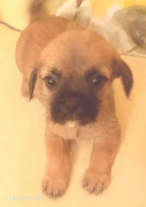 Remy – French Bulldog, Shih Tzu puppy for sale in Portsmouth, VA