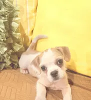 Peanut , a female French Bulldog and Shih Tzu for sale in Portsmouth, VA – 3 of 3