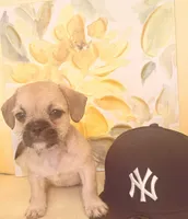 Cocoa , a female French Bulldog and Shih Tzu for sale in Portsmouth, VA – 3 of 4